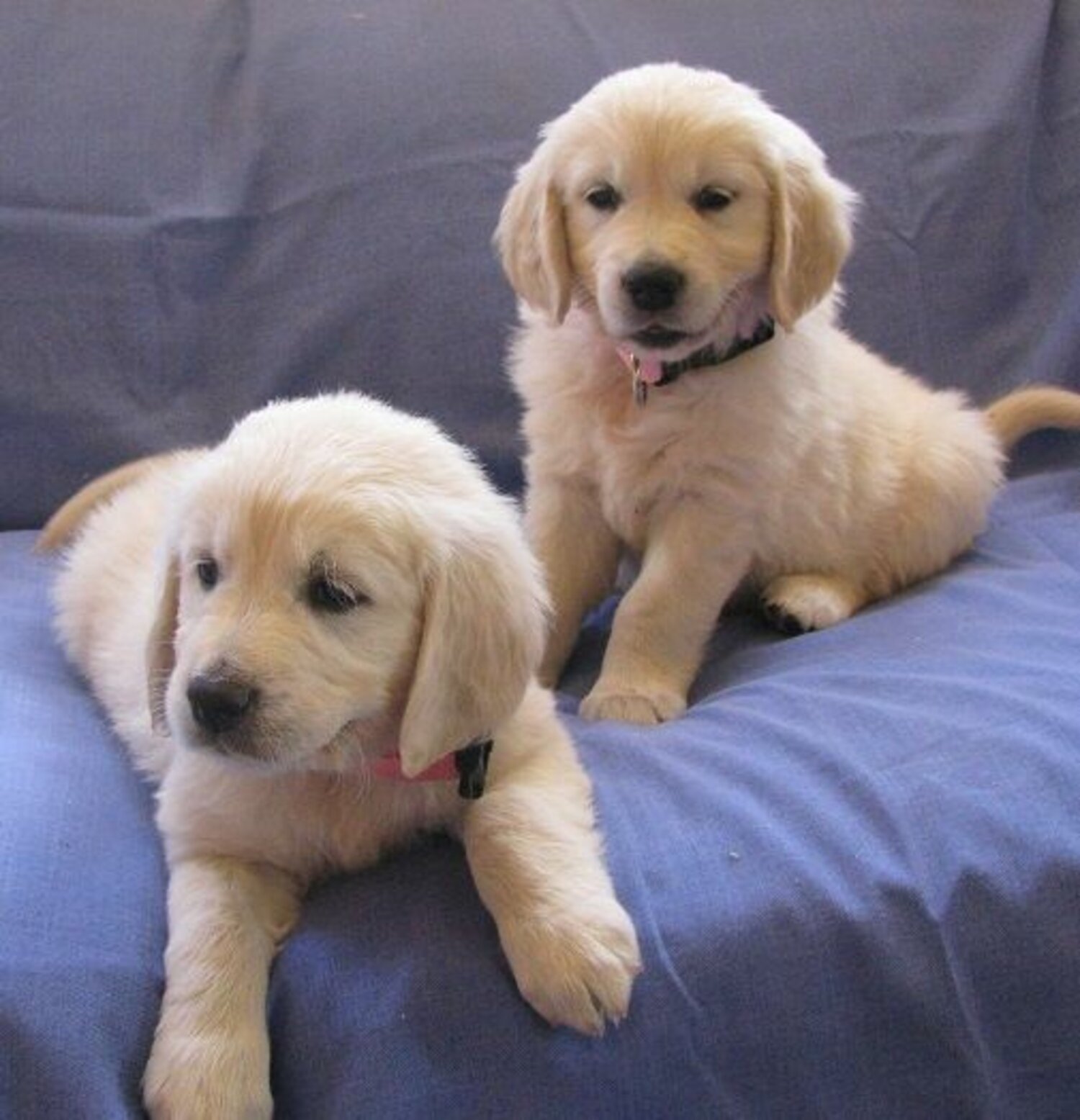 Golden retriver puppies from Bangalore. Breeder: Shruthi